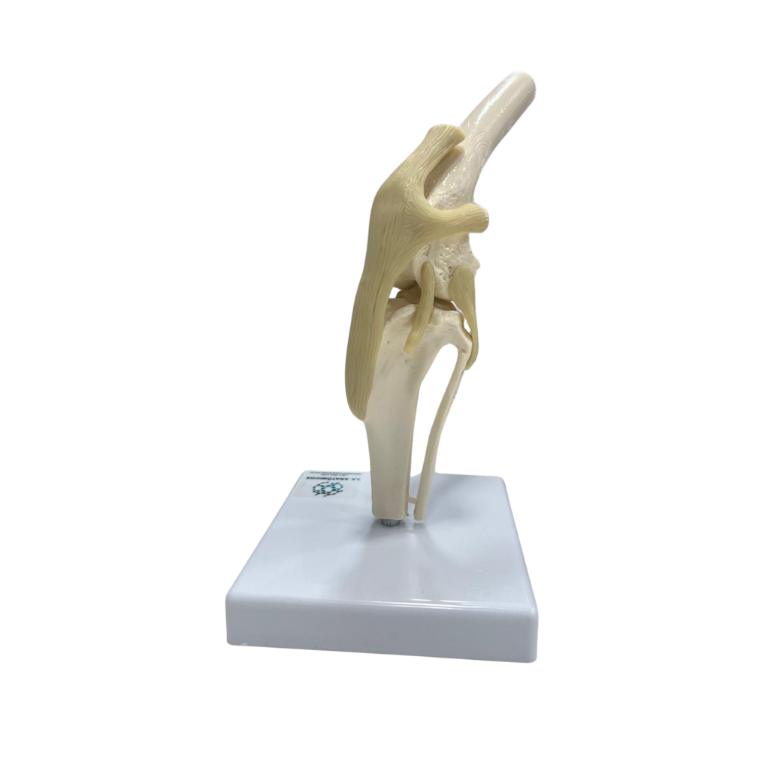 Modelo de Joelho de Cão