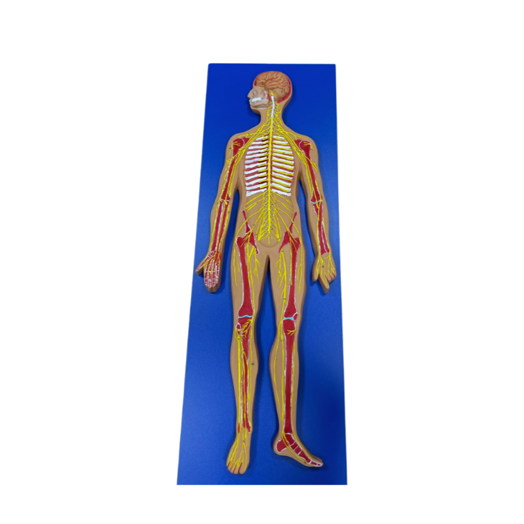 Modelo de Sistema Nervoso em Placa