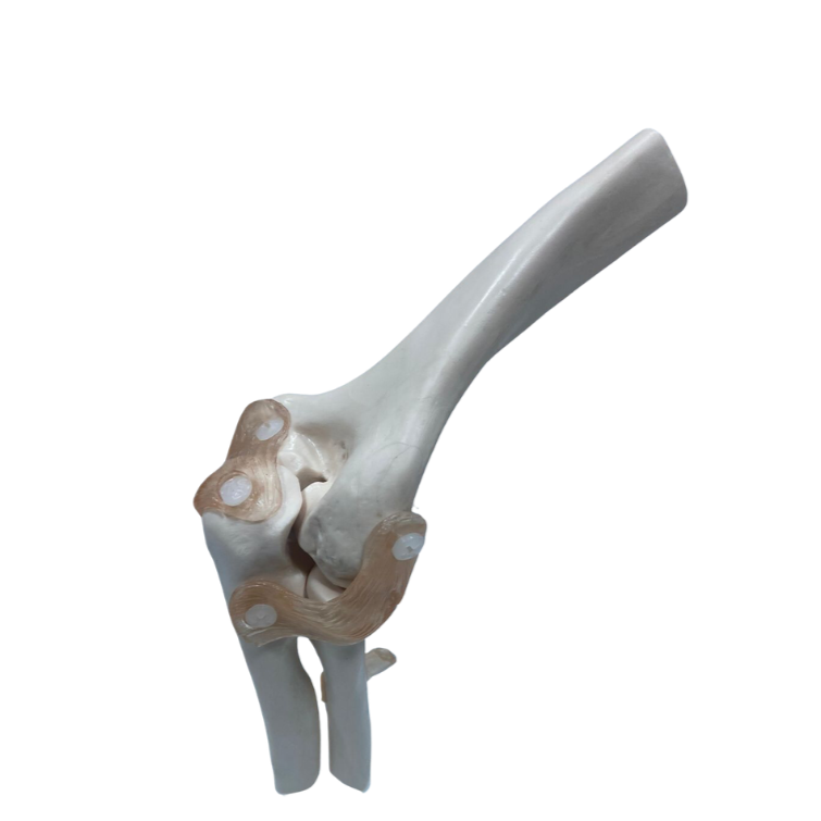 Modelo de Articulação do Cotovelo com Ligamentos em Tamanho Real