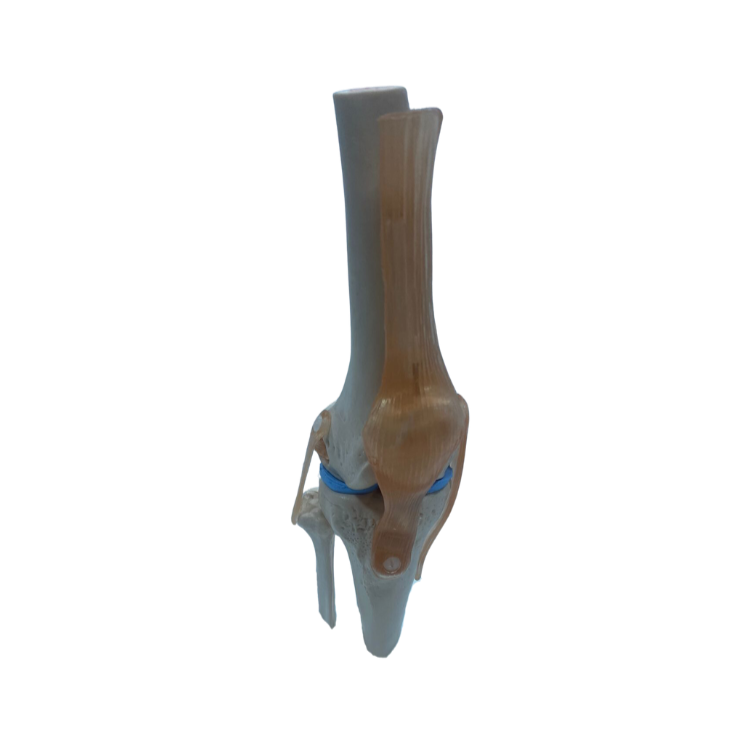 Modelo de Articulação do Joelho, com Ligamentos em Tamanho Real
