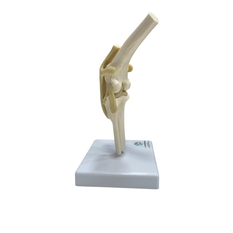 Modelo de Joelho de Cão