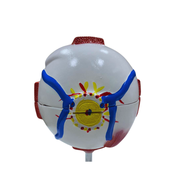 Modelo de Anatomia do Olho, em 8 Partes