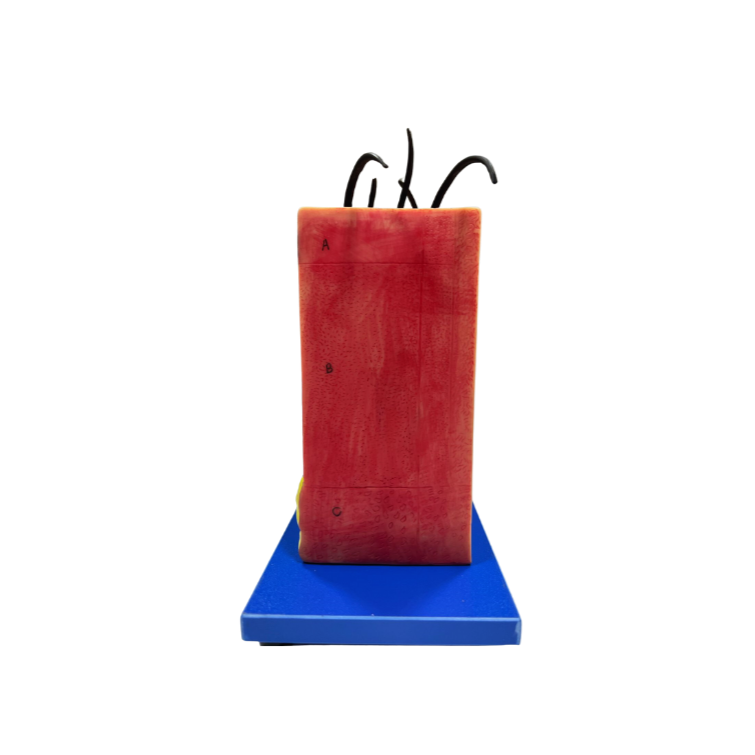 Modelo de Corte de Pele Ampliada (70x), em Bloco