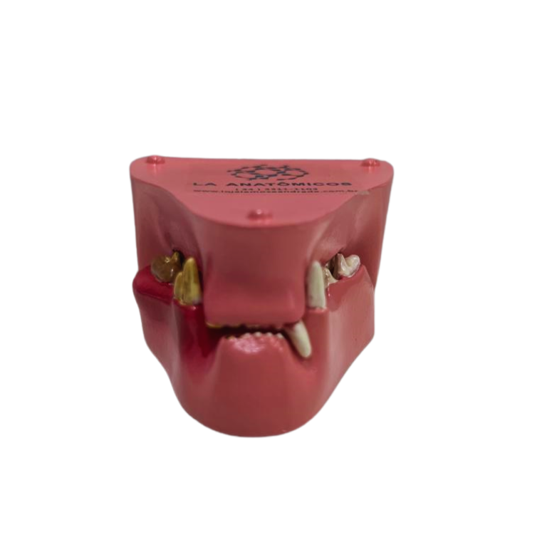 Modelo de Dentes de Gato