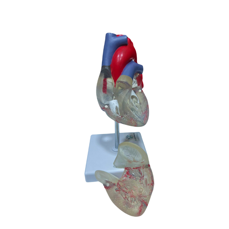 Modelo de Coração Transparente em 2 Partes com Sistema Condutor
