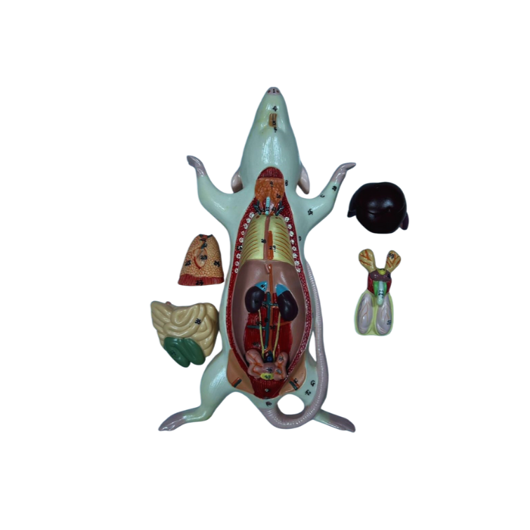 Modelo de Anatomia do Rato, em Placa