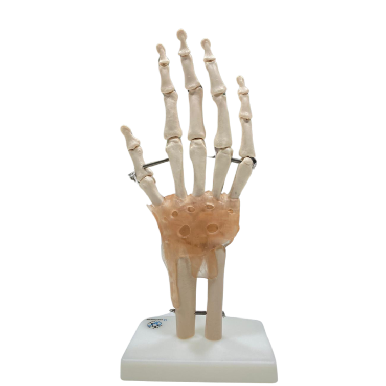Modelo de Articulação da Mão com Ligamentos