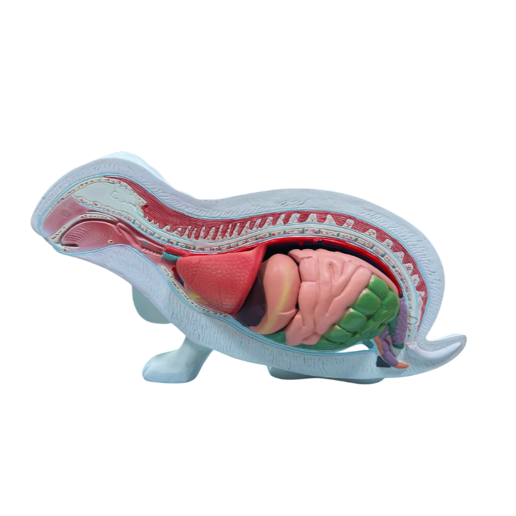 Modelo de Anatomia do Coelho