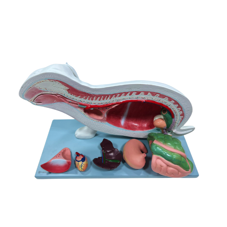 Modelo de Anatomia do Coelho