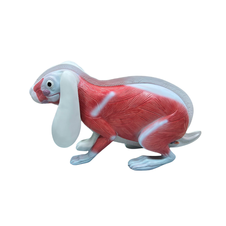 Modelo de Anatomia do Coelho