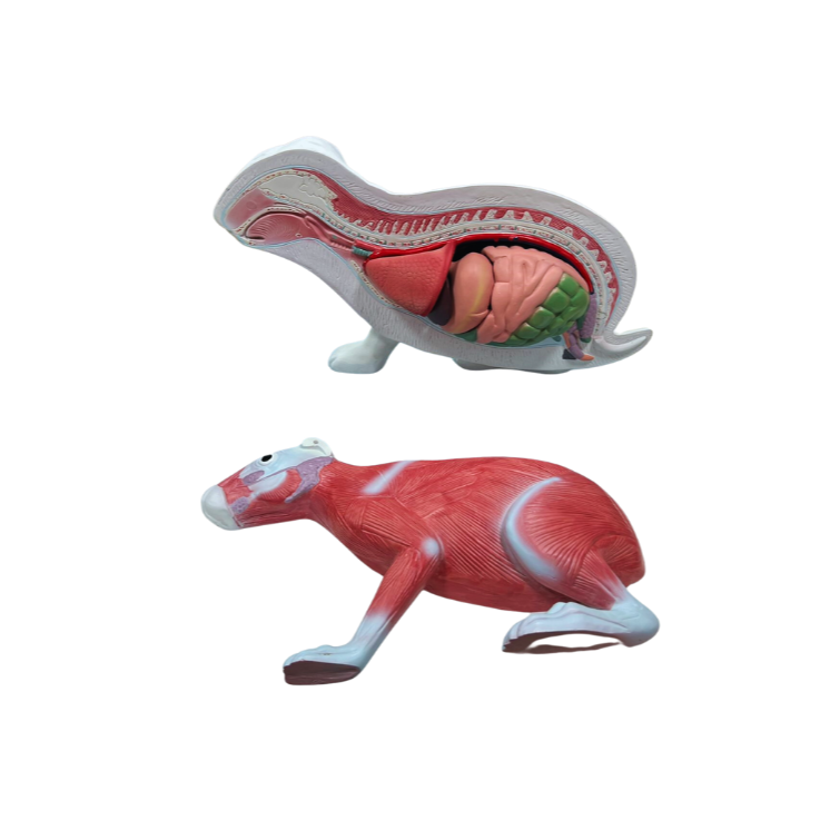 Modelo de Anatomia do Coelho