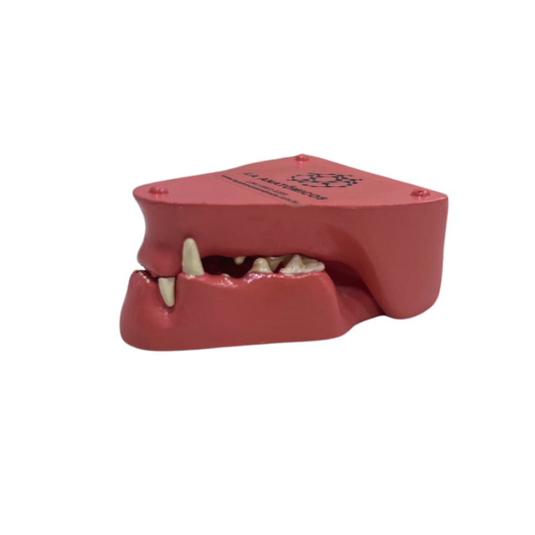 Modelo de Dentes de Gato