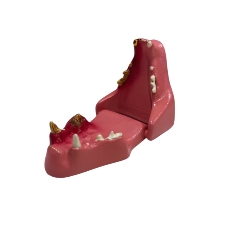 Modelo de Dentes de Gato