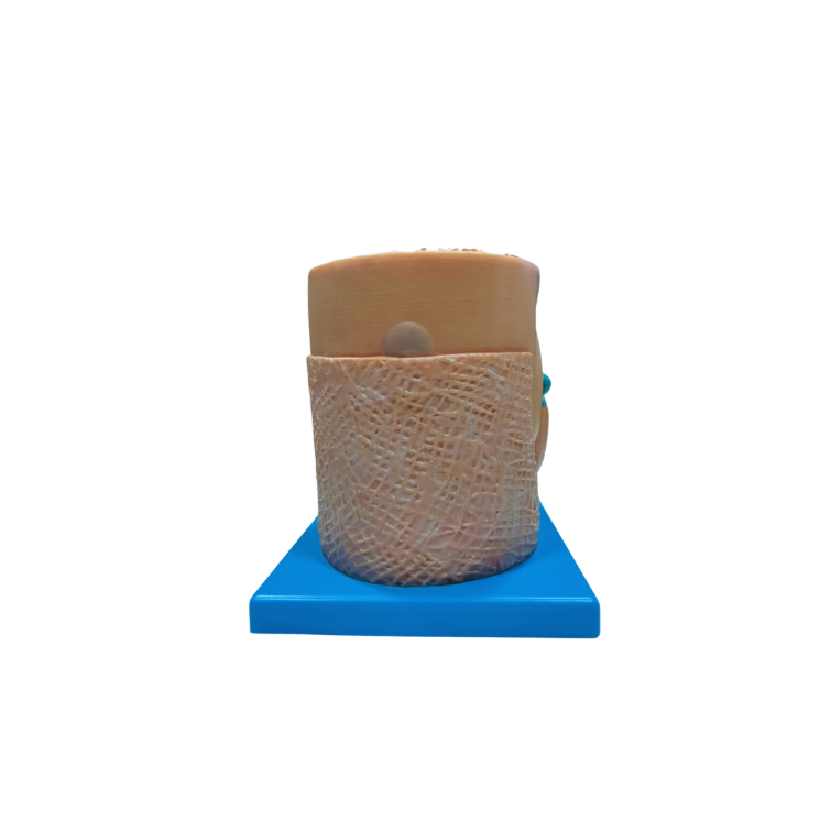Modelo de Fibra Muscular Ampliada