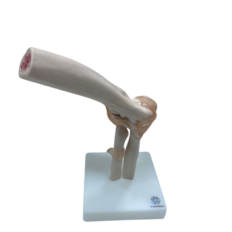 Modelo de Articulação do Cotovelo com Ligamentos em Tamanho Real