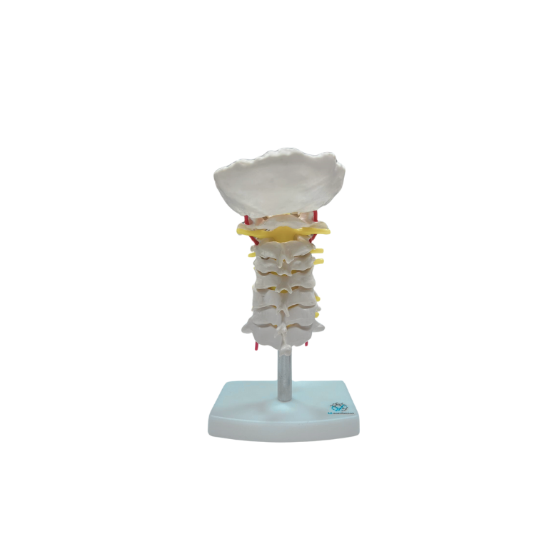 Modelo de Coluna Vertebral Cervical
