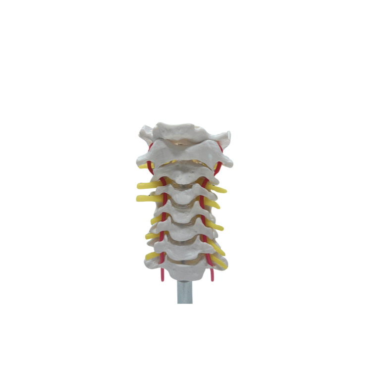 Modelo de Coluna Vertebral Cervical