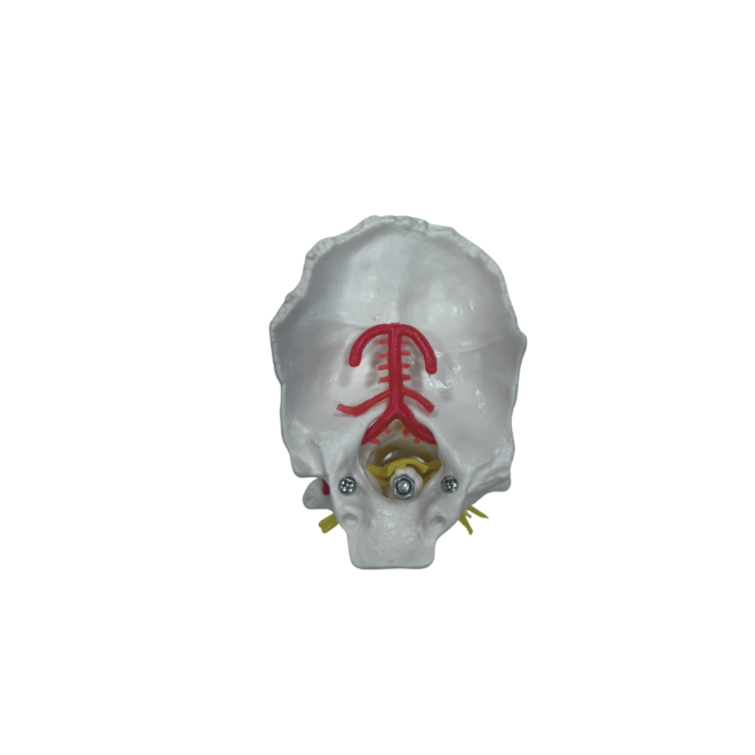 Modelo de Coluna Vertebral Cervical