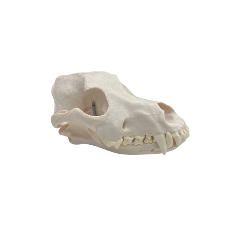 Modelo de Crânio de Cão