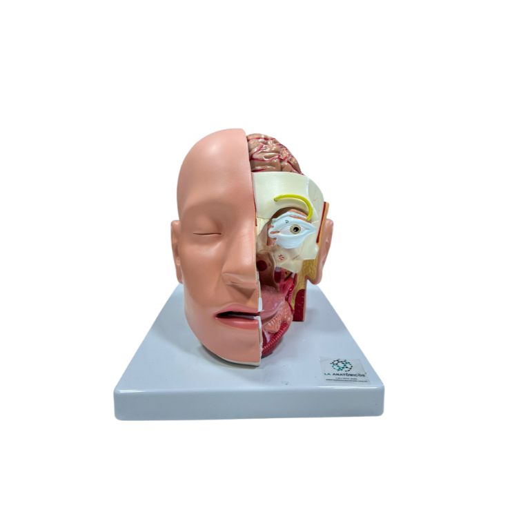 Modelo de Cabeça em 4 Partes