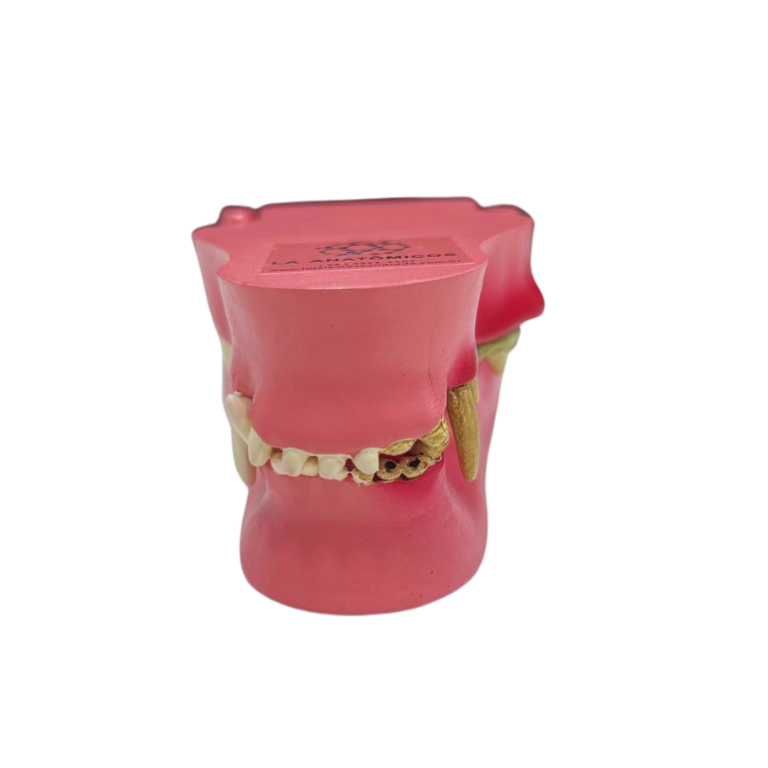 Modelo de Dentes de Cão