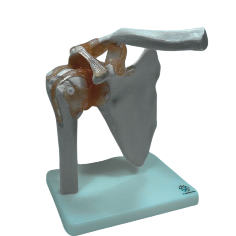 Modelo de Articulação do Ombro com Ligamentos em Tamanho Real
