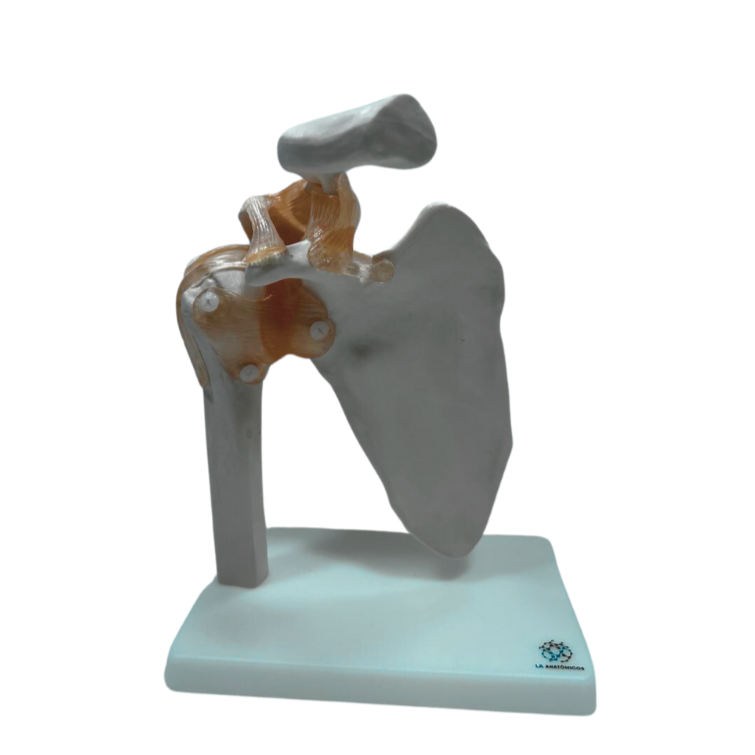 Modelo de Articulação do Ombro com Ligamentos em Tamanho Real