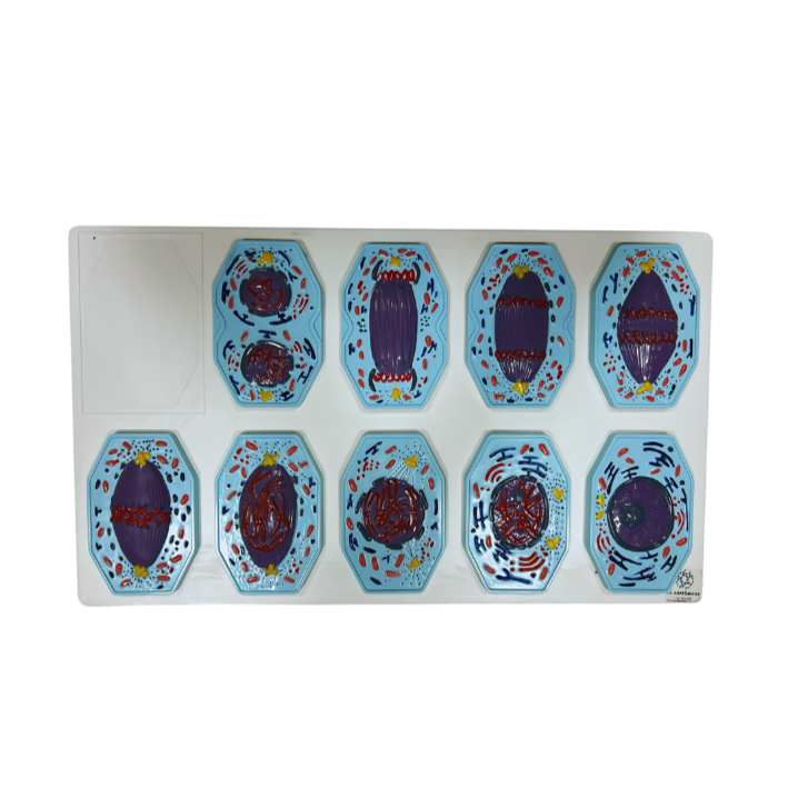 Modelo de Mitose em 9 Partes