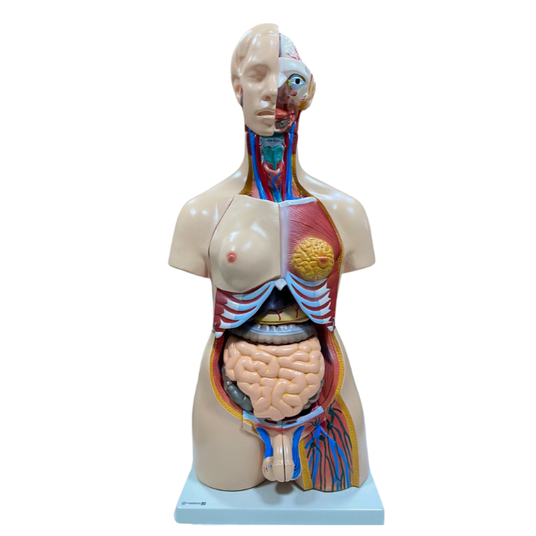 Modelo de Torso de 85 cm, Bissexual, com Coluna Exposta, em 23 Partes