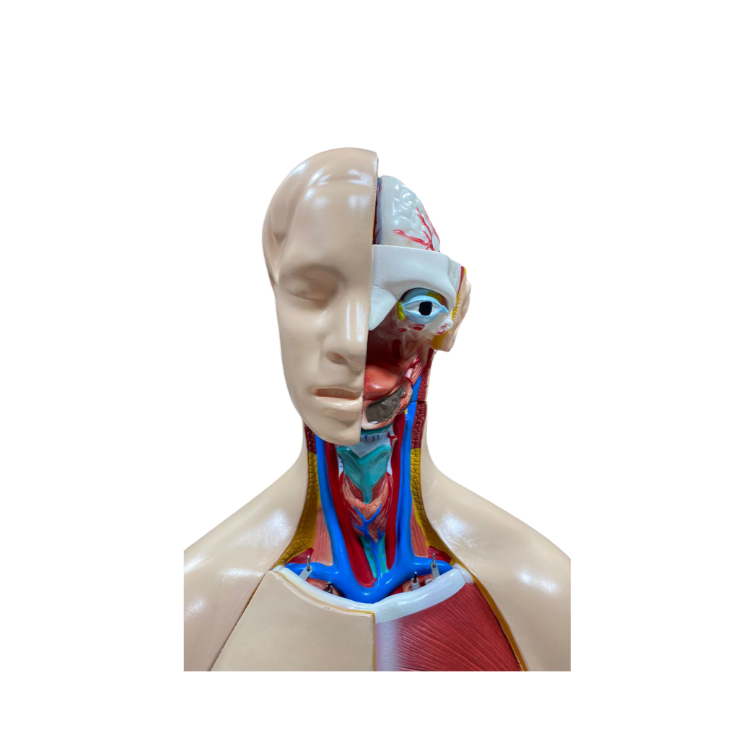 Modelo de Torso de 85 cm, Bissexual, com Coluna Exposta, em 23 Partes