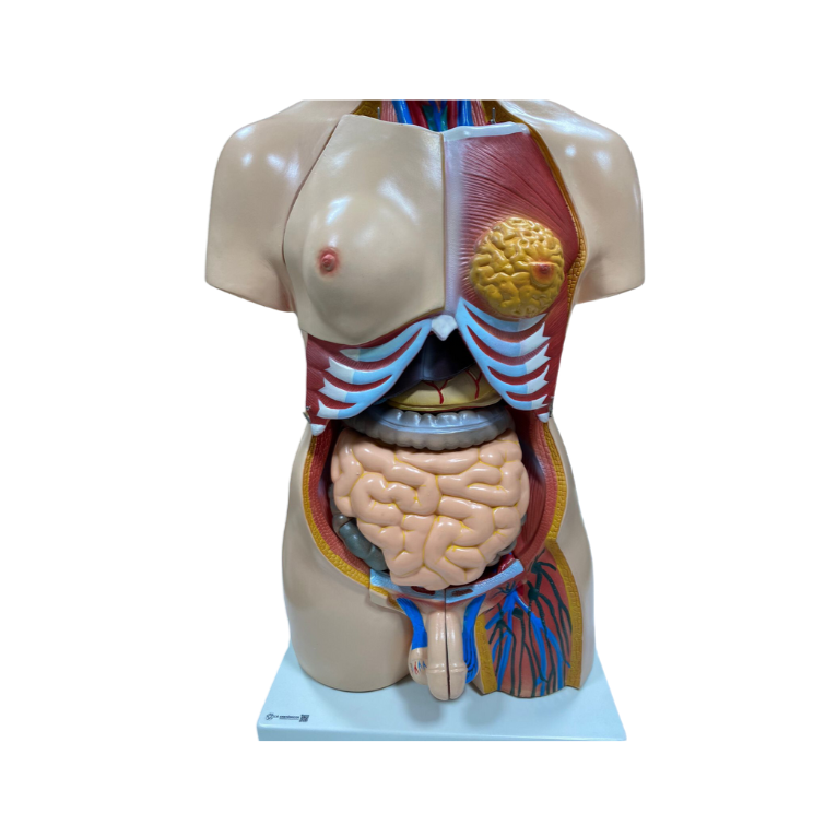 Modelo de Torso de 85 cm, Bissexual, com Coluna Exposta, em 23 Partes