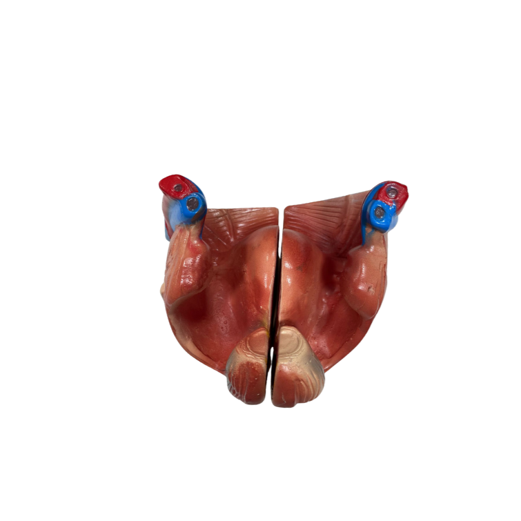 Modelo de Torso de 85 cm, Bissexual, com Coluna Exposta, em 23 Partes