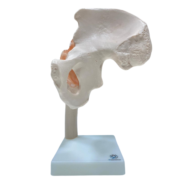 Modelo de Articulação do Quadril com Ligamentos