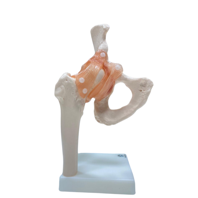 Modelo de Articulação do Quadril com Ligamentos