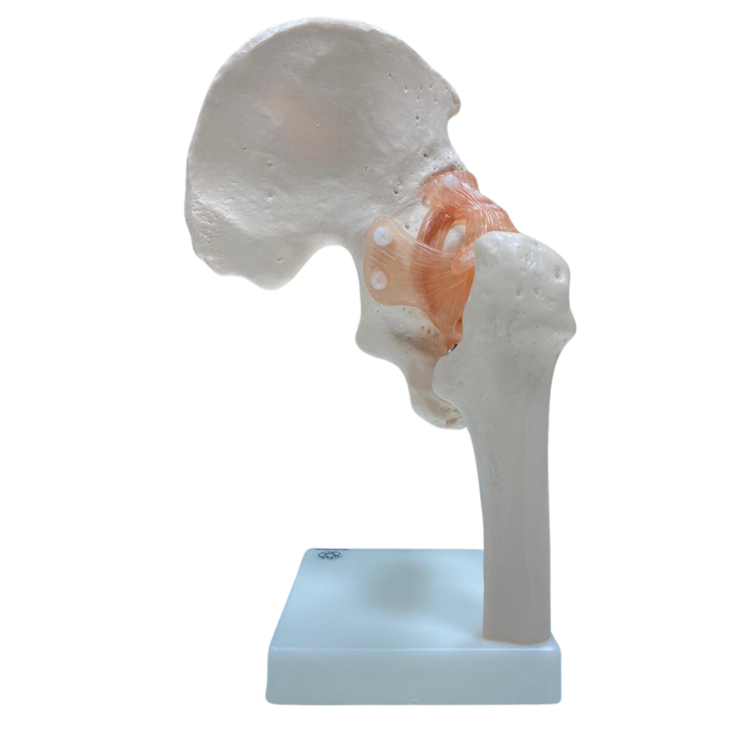Modelo de Articulação do Quadril com Ligamentos