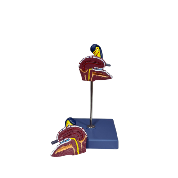 Modelo de Útero Anatômico