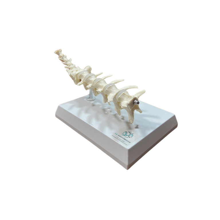 Modelo de Coluna de Cão