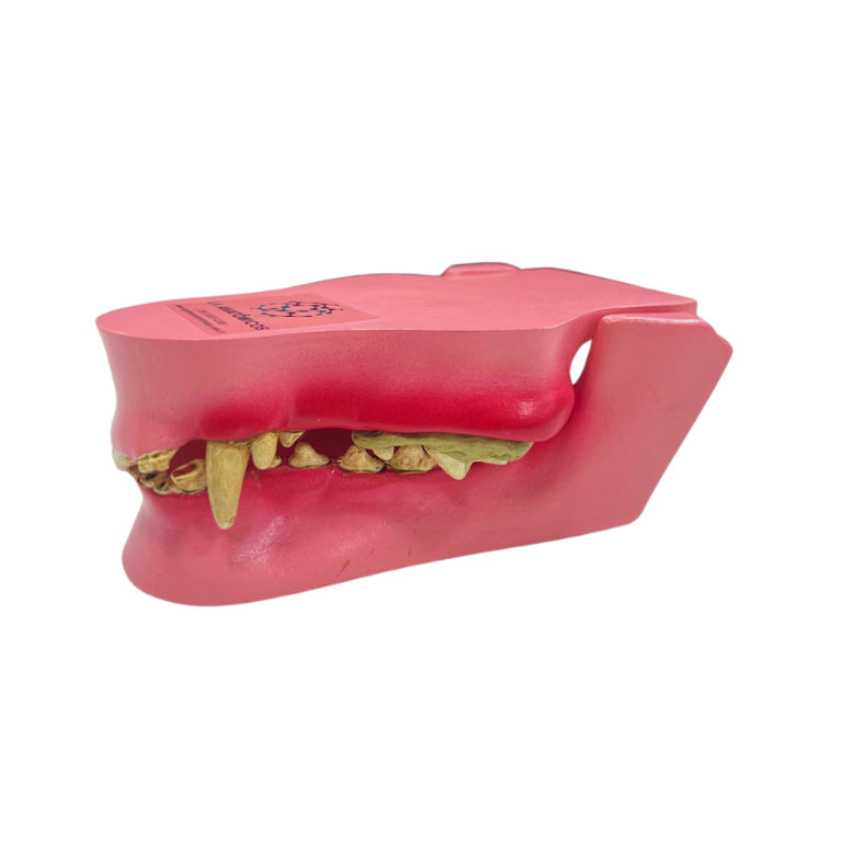 Modelo de Dentes de Cão