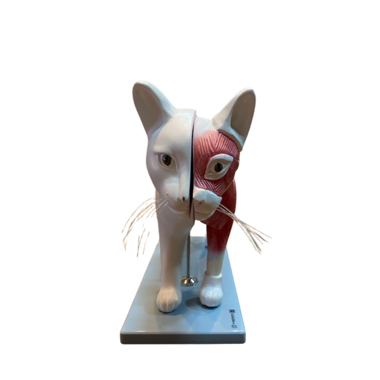 Modelo de Anatomia do Gato
