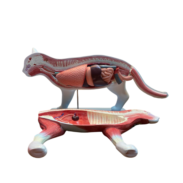 Modelo de Anatomia do Gato