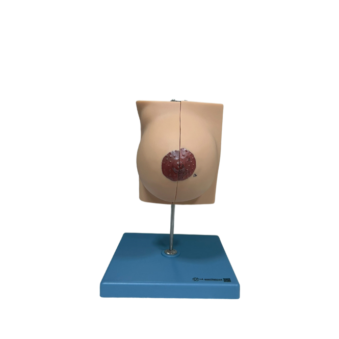 Modelo de Glândula mamária no período de repouso