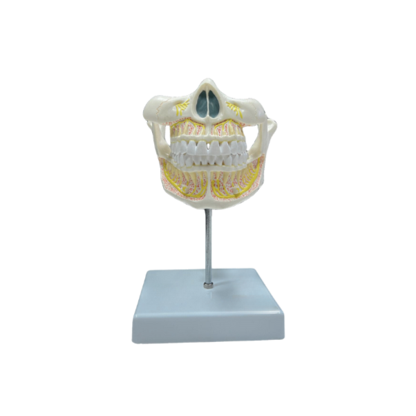 Modelo de Dentição Adulta