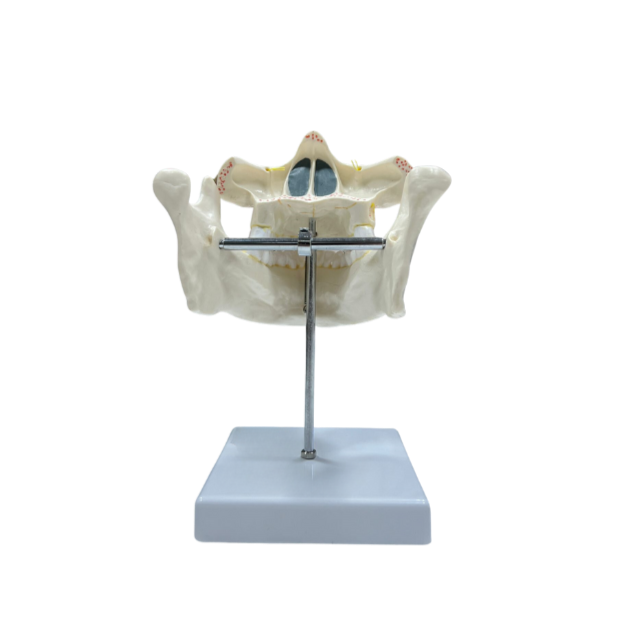 Modelo de Dentição Adulta