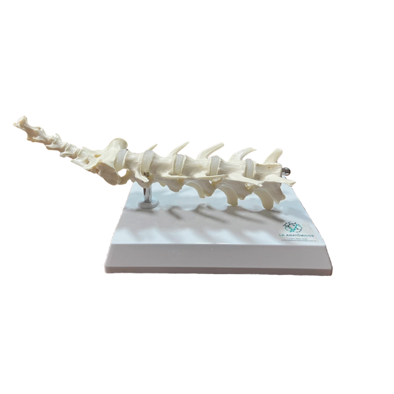 Modelo de Coluna de Cão