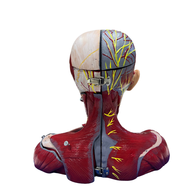 Modelo de Cabeça e Pescoço Musculado com Vasos, Nervos e Cérebro