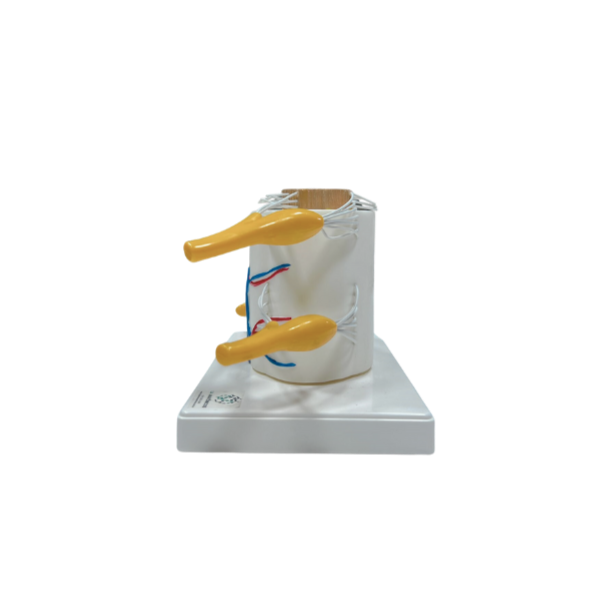 Modelo de Medula Espinhal Ampliada