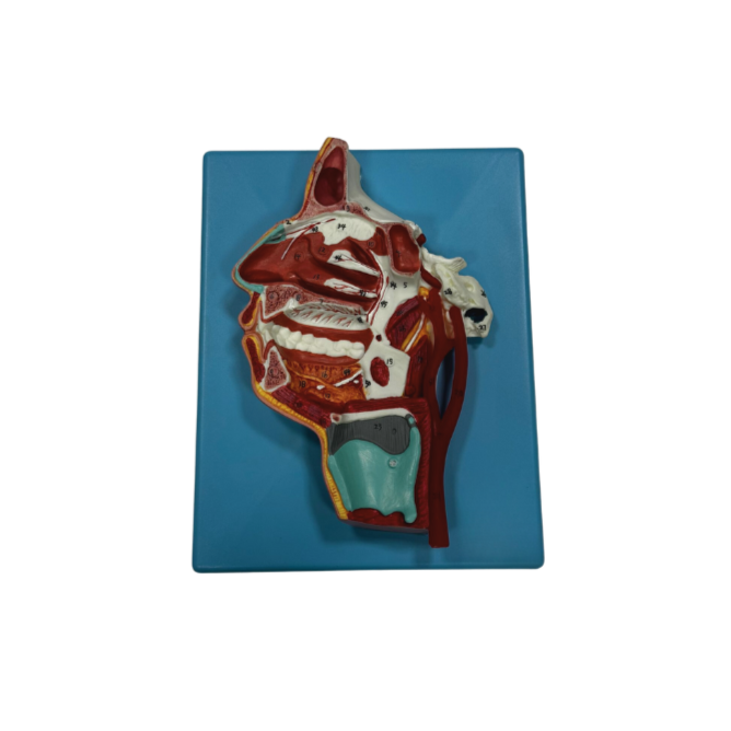 Modelo de Boca, Nariz, Faringe e Laringe com Vasos e Nervos.