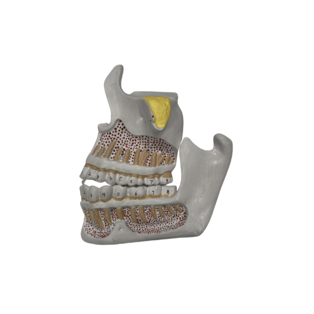 Modelo de Desenvolvimento da Dentição com 4 Peças