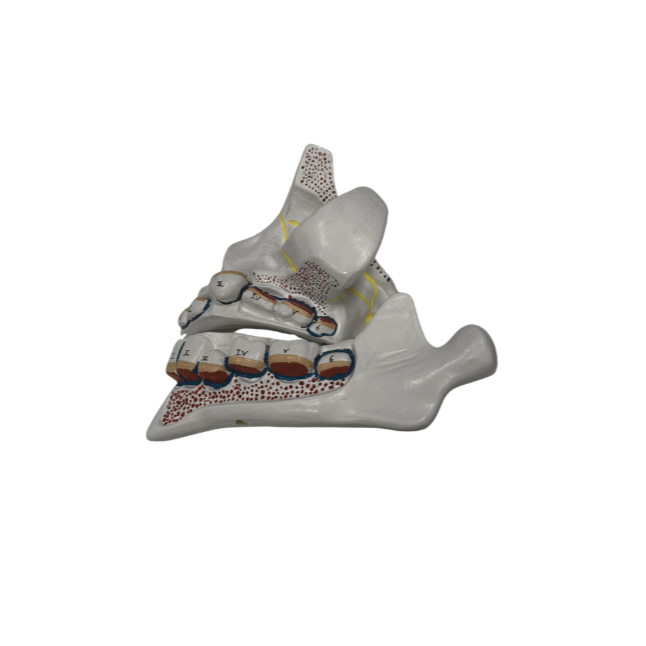 Modelo de Desenvolvimento da Dentição com 4 Peças