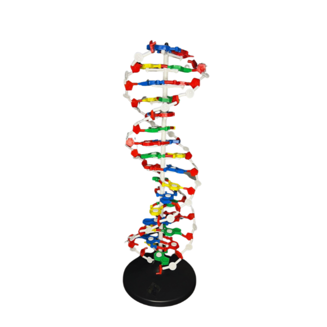 Modelo de DNA